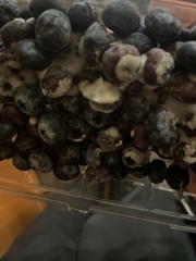 Penicillium digitatum