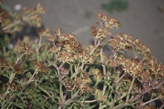 Echinophora spinosa