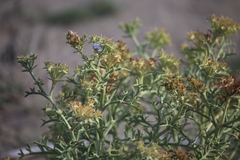 Echinophora spinosa