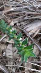 Hexasepalum apiculatum