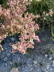 Salsola oppositifolia