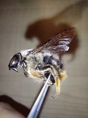 Xylocopa cantabrita