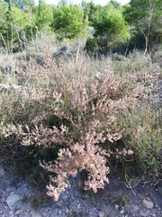 Salsola oppositifolia