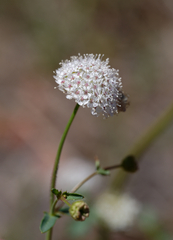 Trachymene glaucifolia