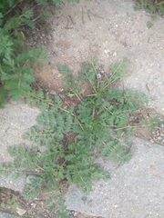 Erodium moschatum