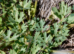 Trachymene glaucifolia
