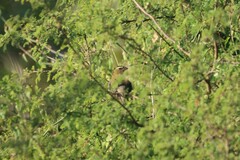 Saltator grandis