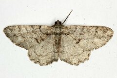 Peribatodes ilicaria