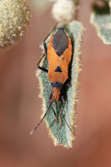 Aulacosternum nigrorubrum