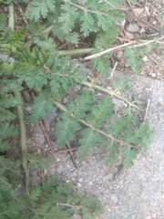 Erodium moschatum