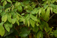 Xylopia africana