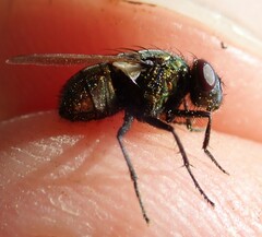 Neomyia cornicina