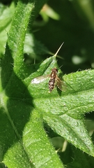 Toxomerus vertebratus