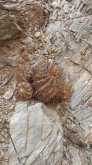 Copiapoa echinoides