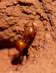 Melophorus bagoti