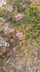 Fagonia chilensis