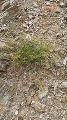 Fagonia chilensis
