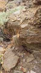 Eulychnia breviflora