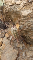 Eulychnia breviflora