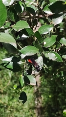 Elaphroptera