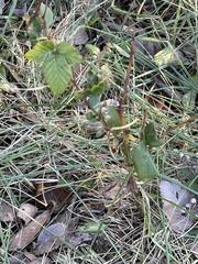 Rubus missouricus