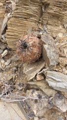 Copiapoa echinoides