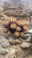 Copiapoa echinoides