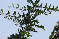 Pheucticus chrysopeplus