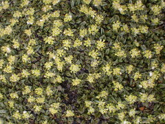 Anisotome imbricata imbricata