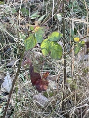 Rubus missouricus