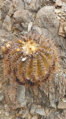 Copiapoa echinoides