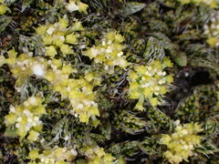 Anisotome imbricata imbricata