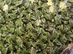 Anisotome imbricata imbricata