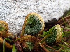Polystichum cystostegium