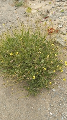 Encelia canescens