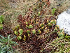 Polystichum cystostegium