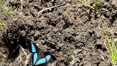 Papilio chrapkowskii