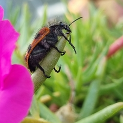 Astylus trifasciatus