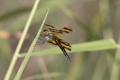 Rhyothemis graphiptera