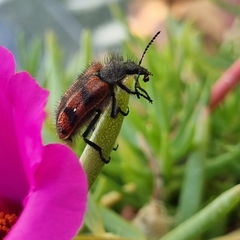 Astylus trifasciatus