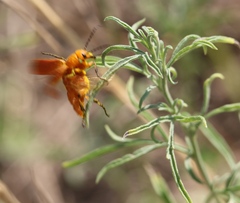 Nemognatha piazata