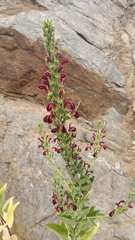 Lobelia polyphylla