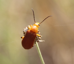 Nemognatha piazata