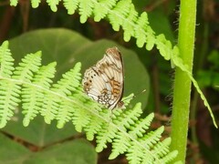 Junonia sophia