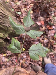 Xanthorhiza simplicissima