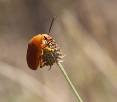 Nemognatha piazata