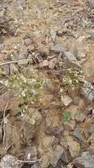 Aloysia salviifolia