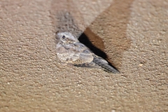 Caprimulgus rufigena