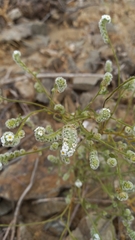 Aloysia salviifolia