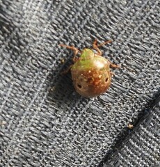 Diolcus chrysorrhoeus